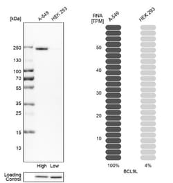 BCL9-2 Antibody, Novus Biologicals 0.1mL; Unlabeled:Antibodies, Polyclonal